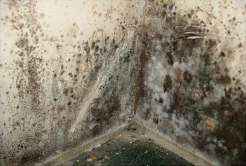 black mold