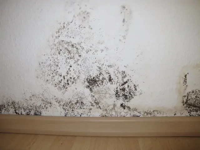 Mold Prevention in Ottawa