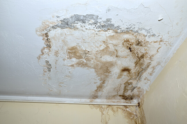 Mold Growth