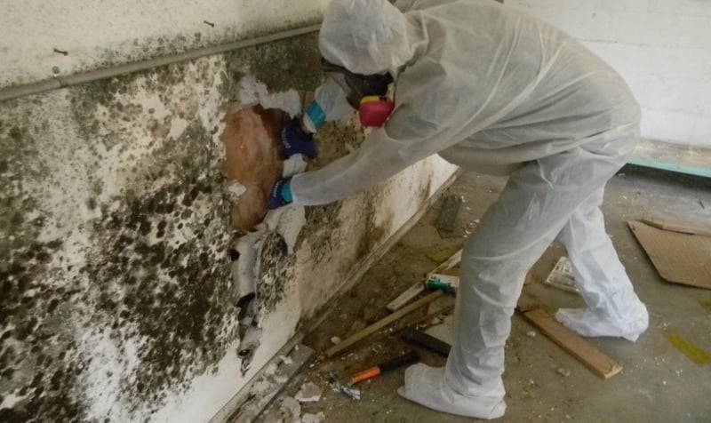 The multi-step process of mold removal