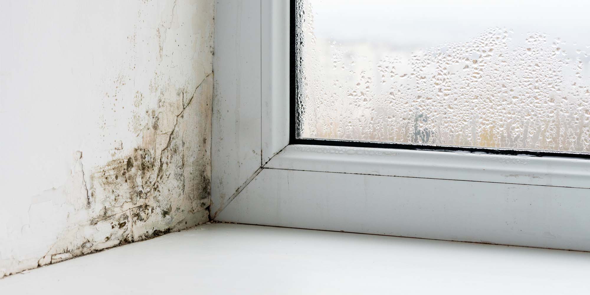 The toxicity of mold