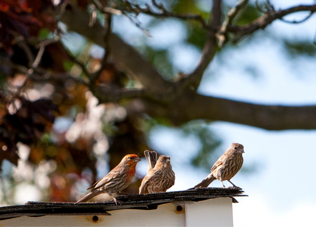 The Top Bird Control Techniques: What Works Best?