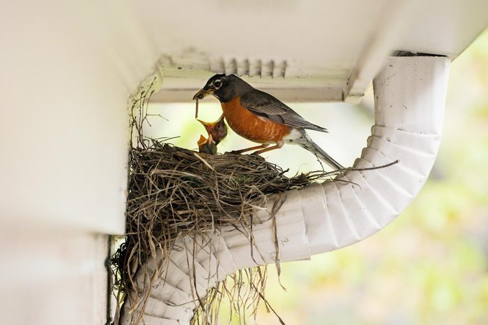 Get a detailed scope of work for bird removal