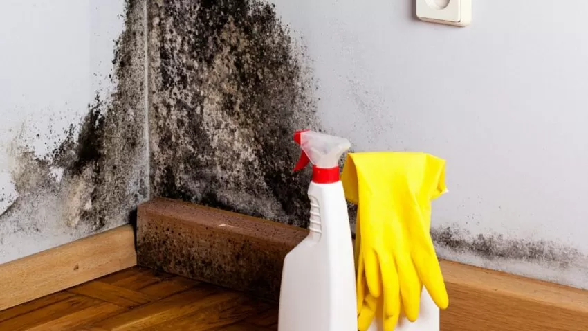 Are all types of mold bad for people?