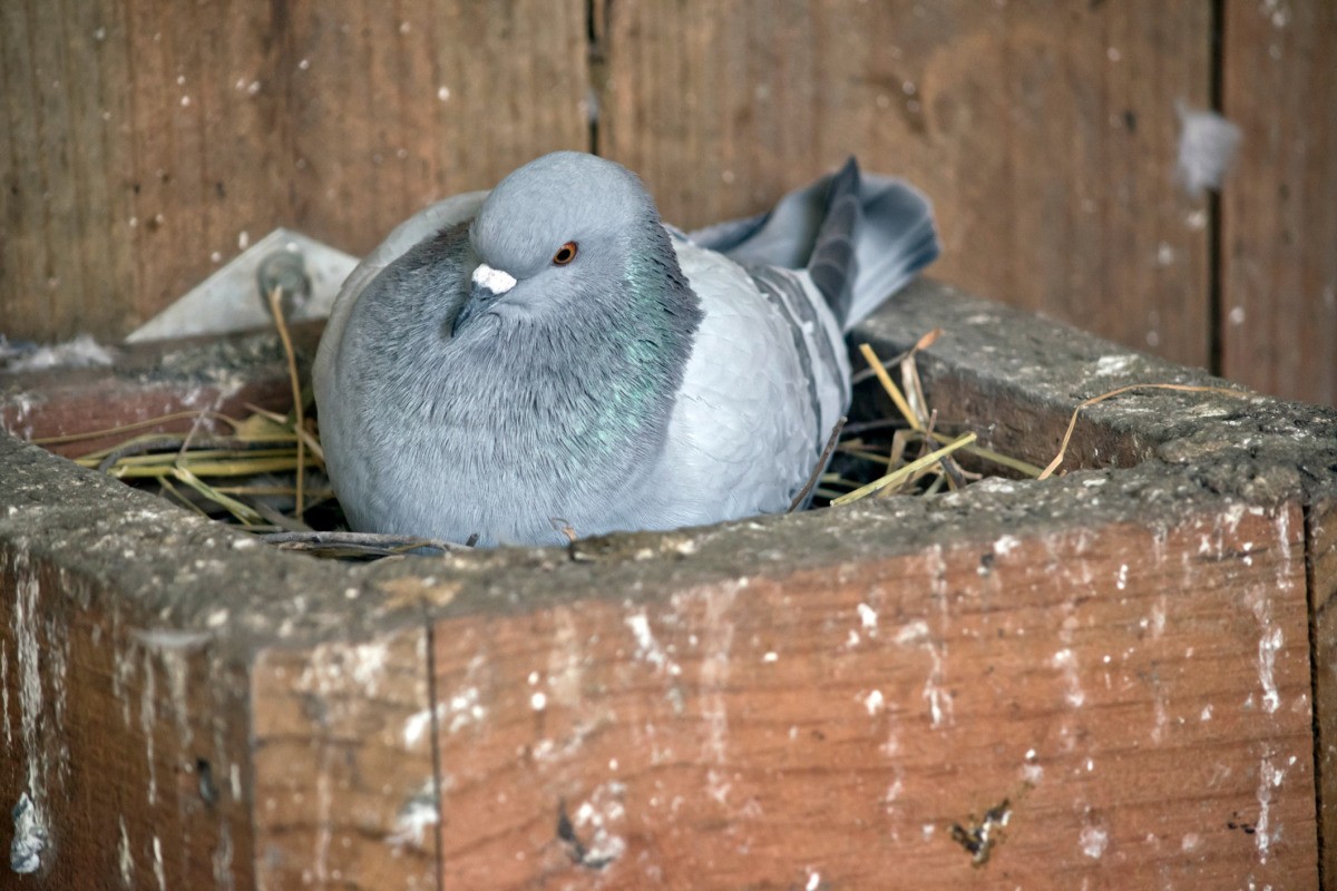 Bird Removal Through Habitat Modification