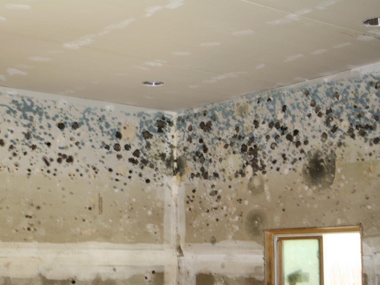 Mold Removal