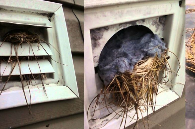 Types of birds that nest in dryer vents