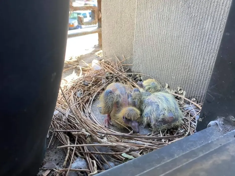 Bird Removal from Your Property