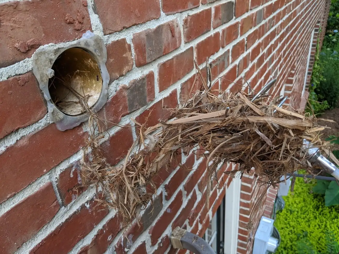 The danger of birds in dryer vent