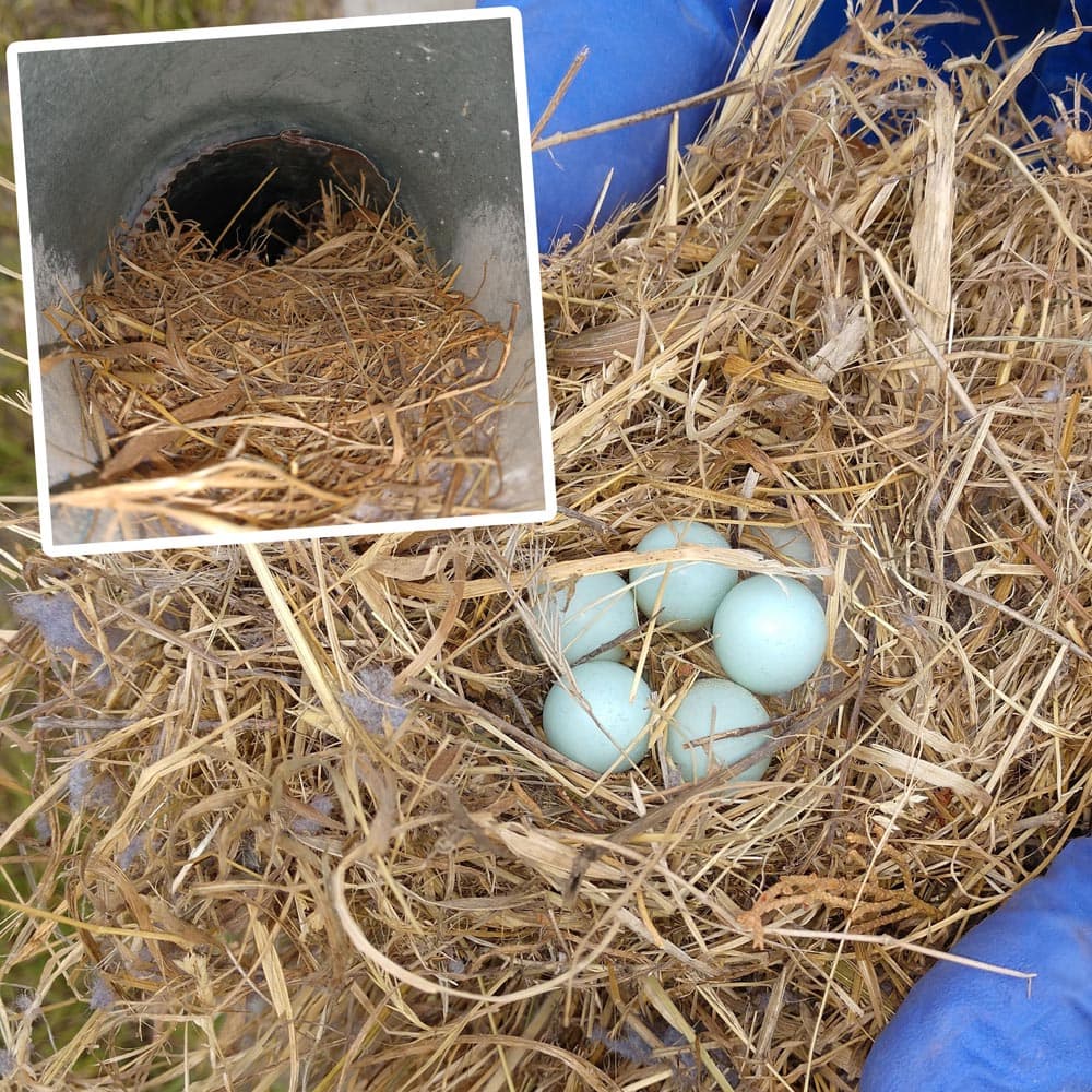 Practices for Removing Birds from dryer Vents