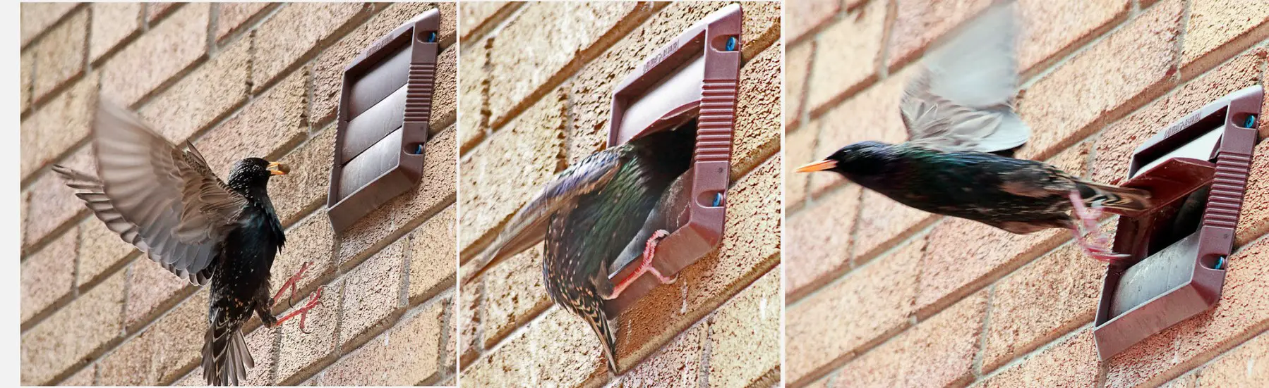 Removing bird nests from dryer vents