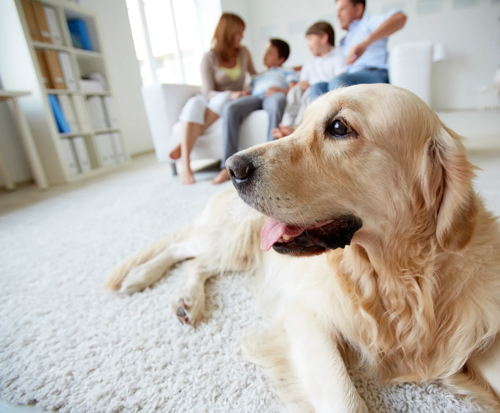 Air Duct Cleaning and Pets