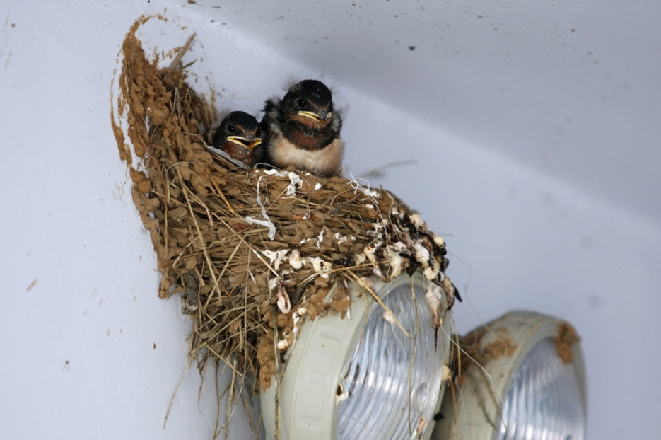 The process of bird removal: