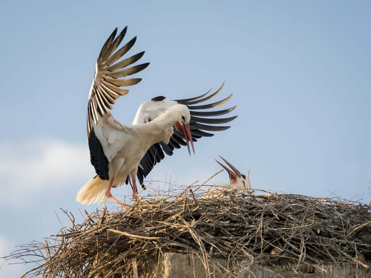 Effective Strategies for Bird Removal