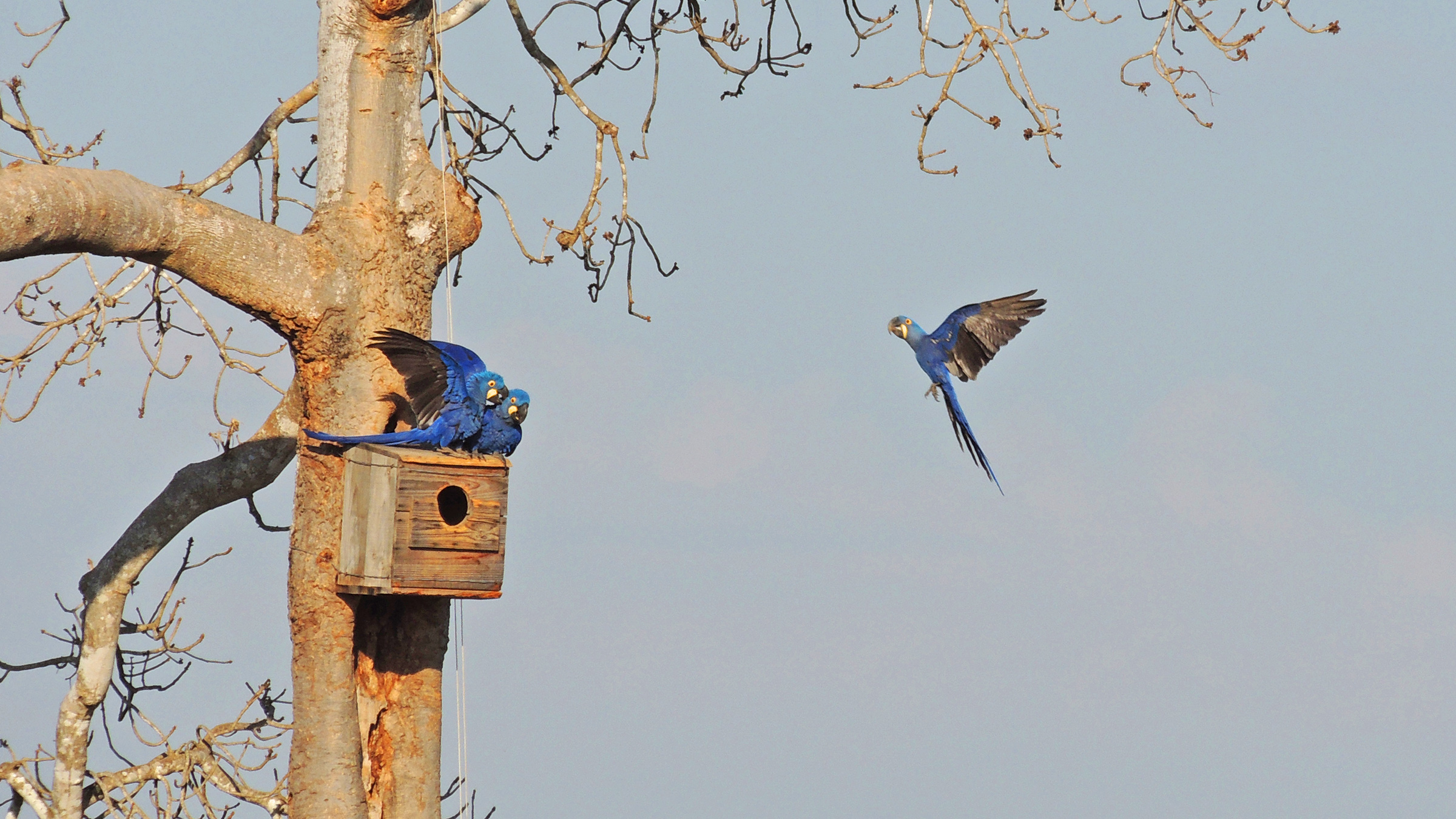 Bird Removal Last by Habitat Modification