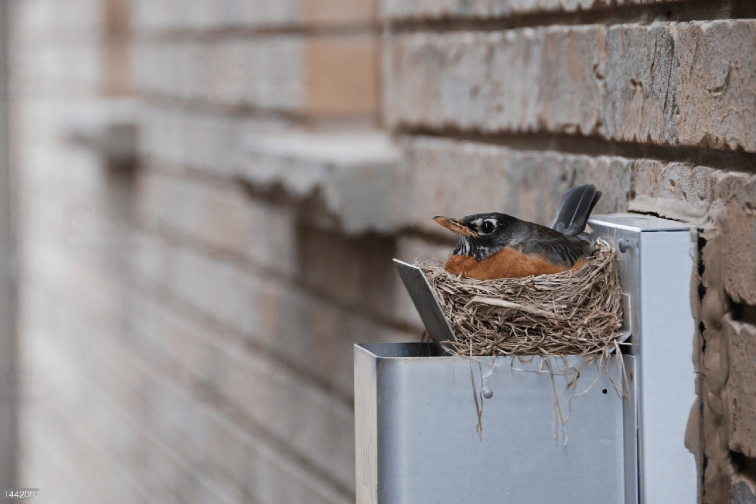 remote nest bird removal