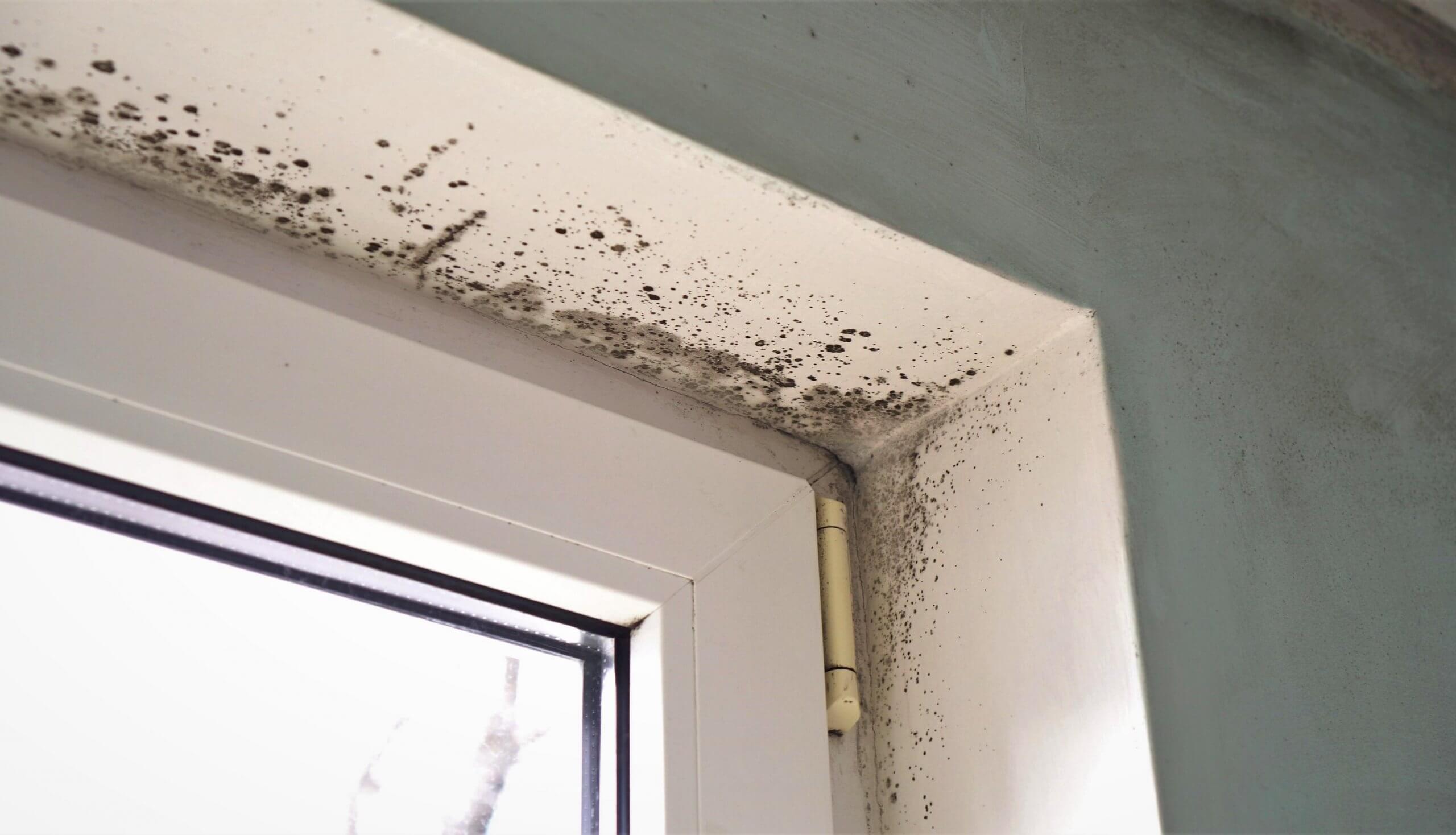 Areas Prone to Mold Growth Within the Home