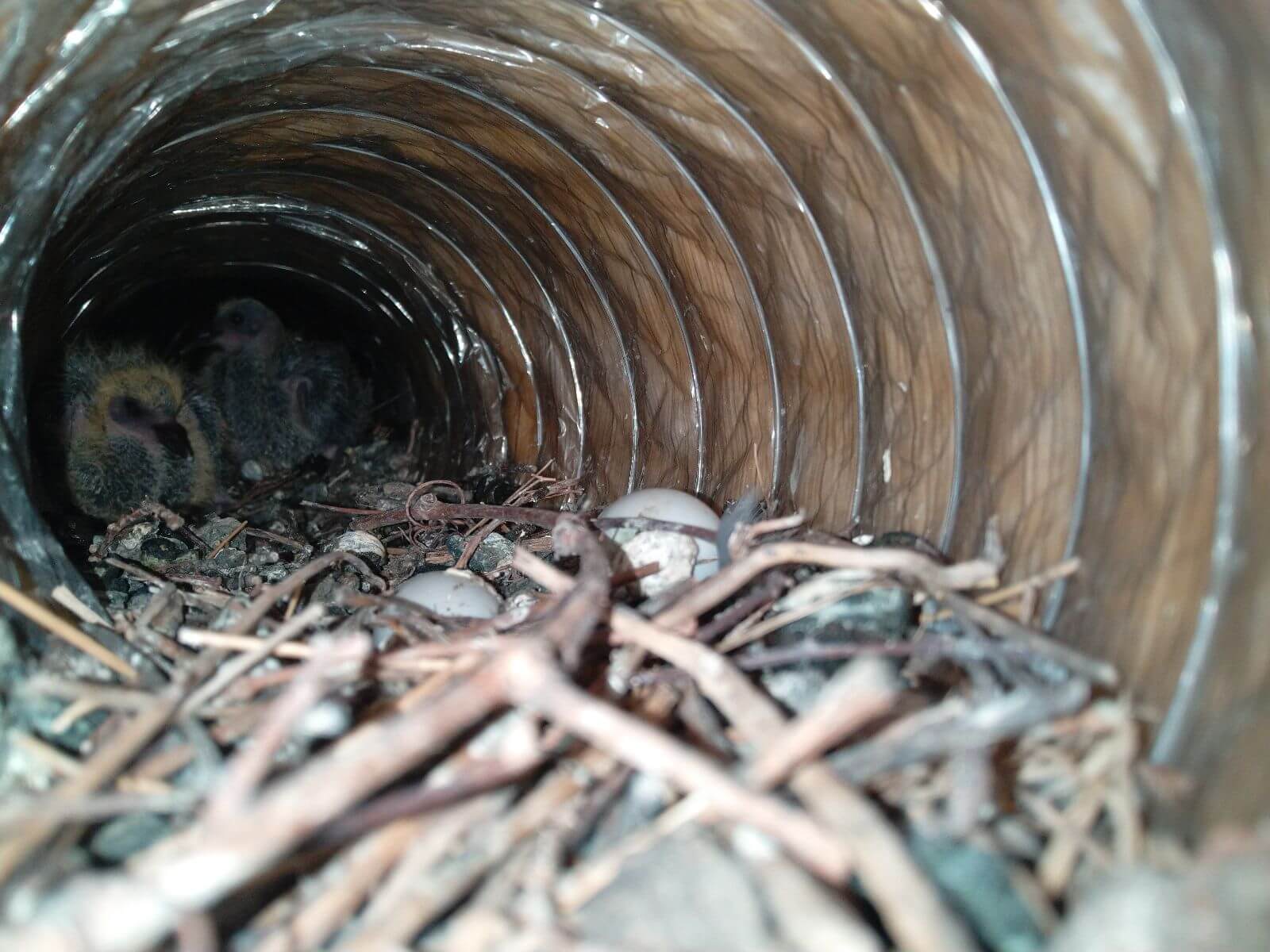 Prevention Strategies for Birds From Nesting in Your Dryer Vent