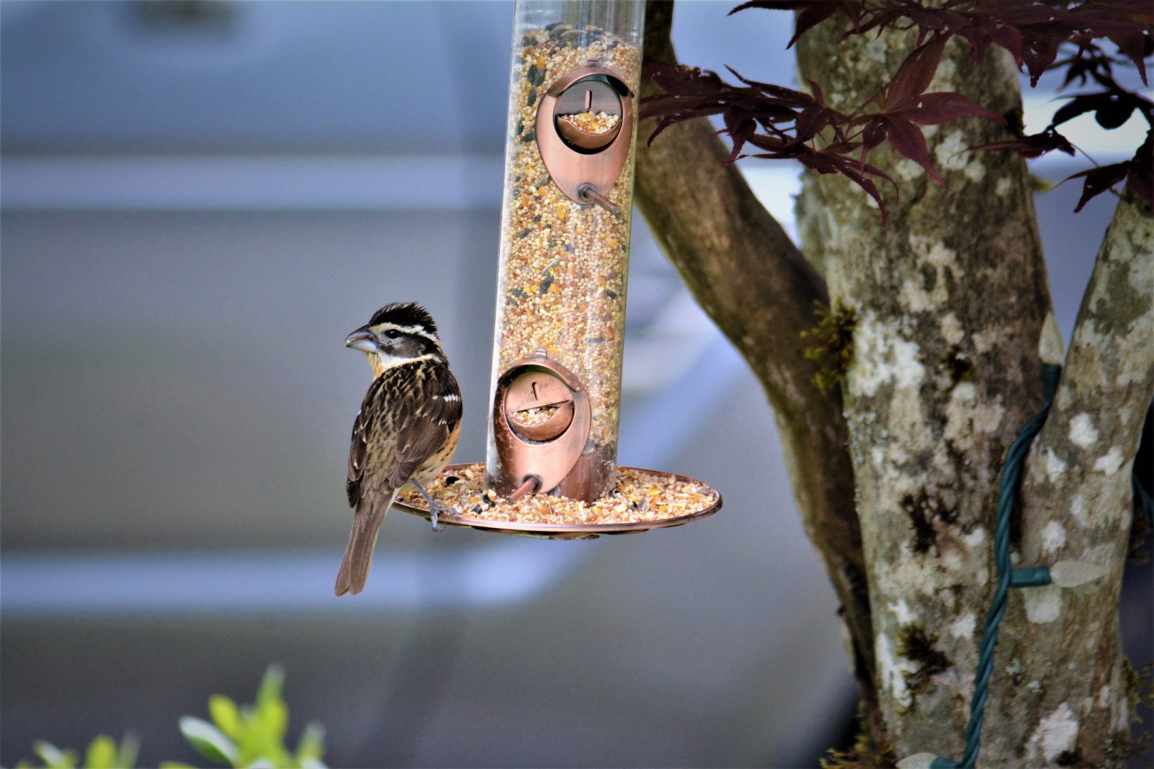 Bird Removal: The Importance of Removing Food and Water Sources