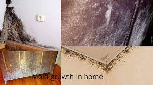 Recognizing the Signs of Mold Growth in Your Home