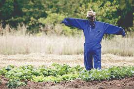 Removing Problem Birds from Farms and Agricultural Land