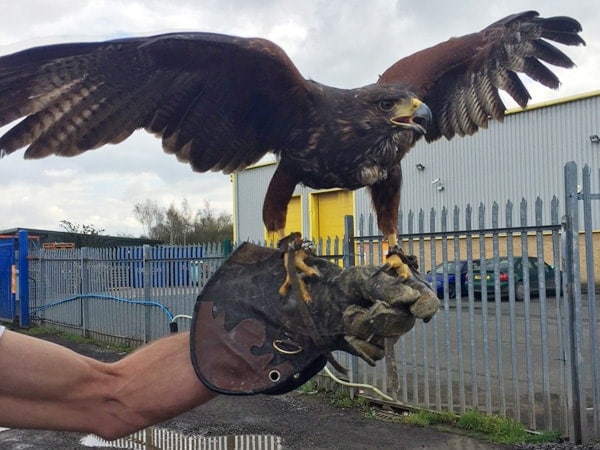 falconry for bird removal