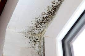 Preventing Mold Return After Professional Mold Removal