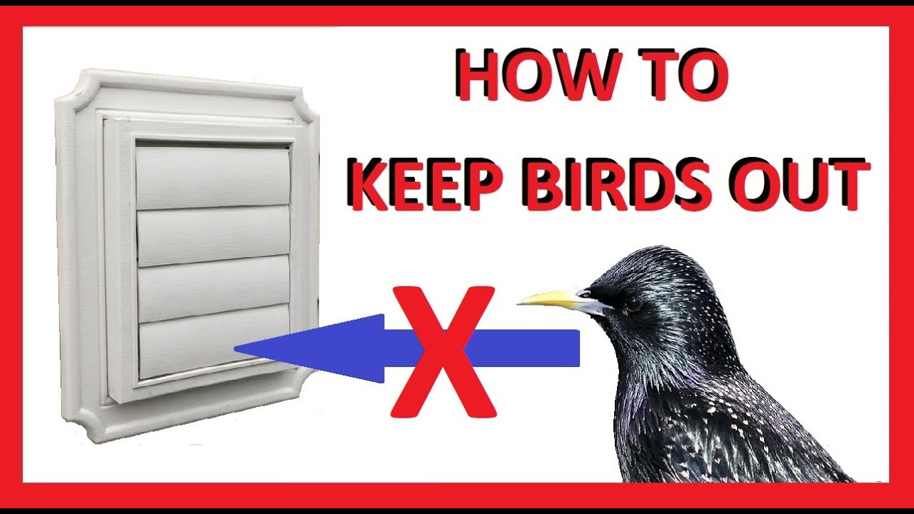 how to get birds out of your dryer vent