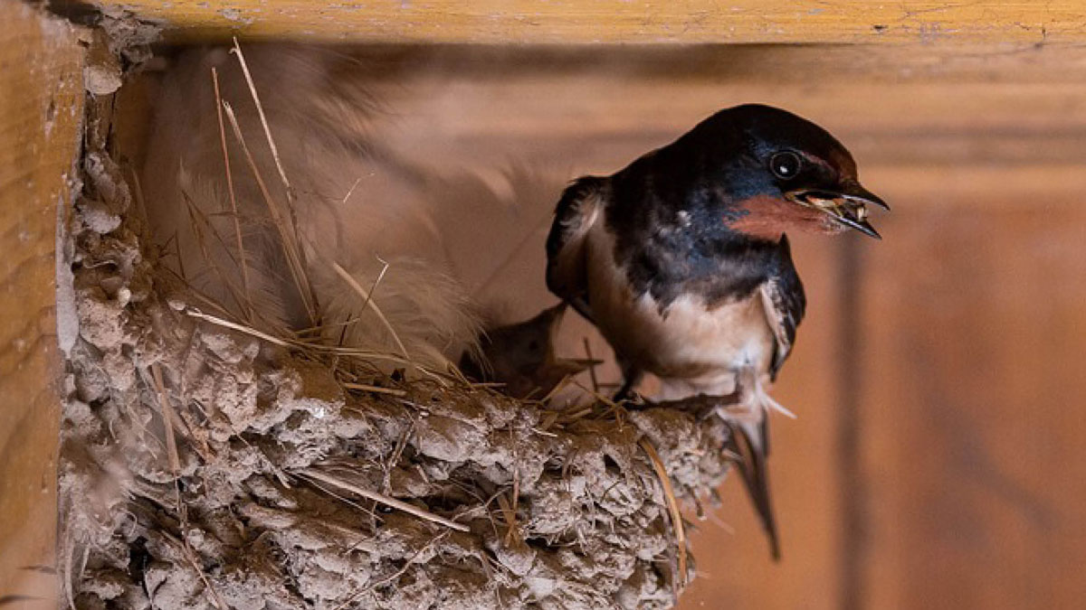 Specialized Equipment used for bird removal