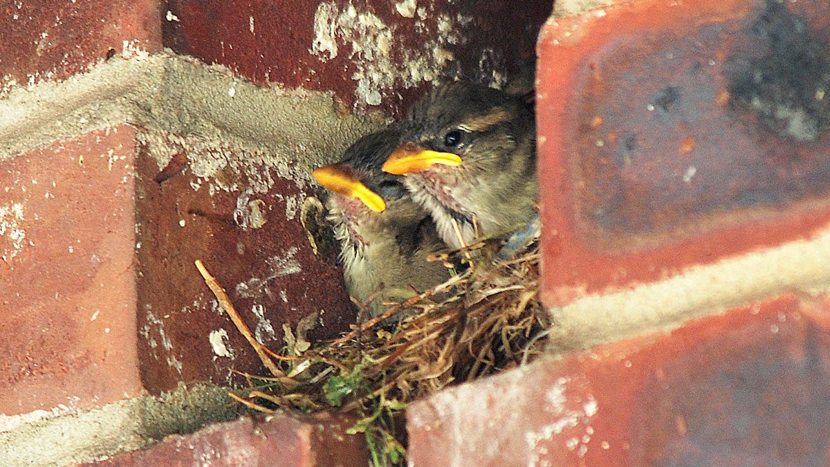 Understanding the Credentials for Bird Abatement Experts