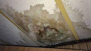 Mold Removal focusing on determining the Cause