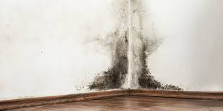 Understanding what Feeds Mold Growth