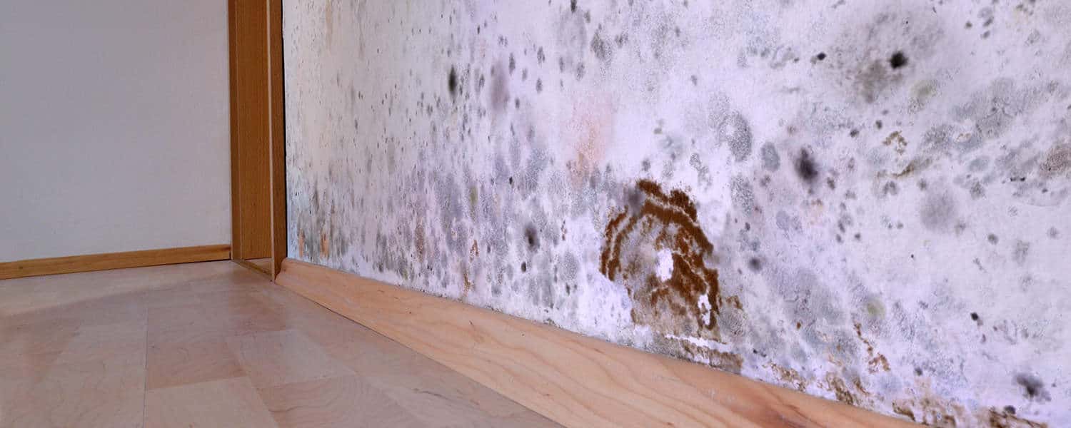 Common Mold Types and Where They typically Grow