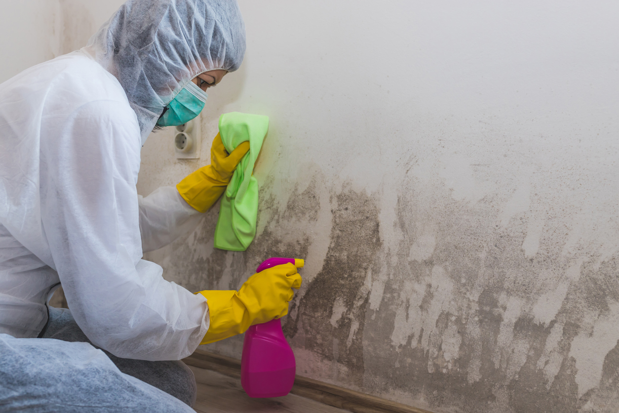 Significance of Mold Removal