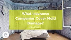 Mold Cleaning and Insurance Claims