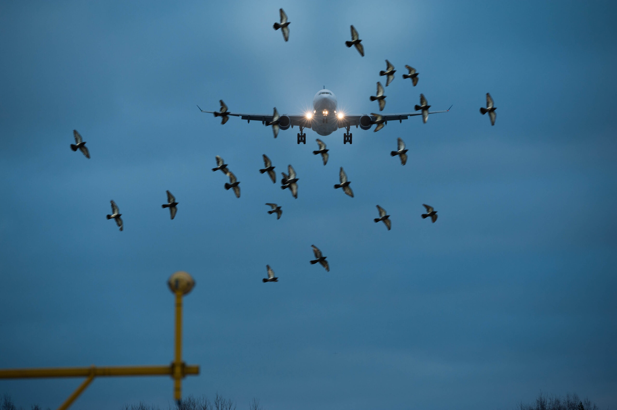 Managing Bird Infestations at Airport