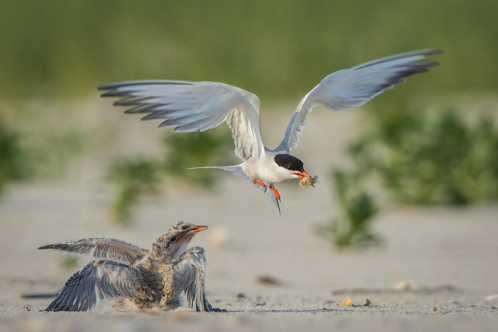 Balancing Bird Removal and Historical Preservation