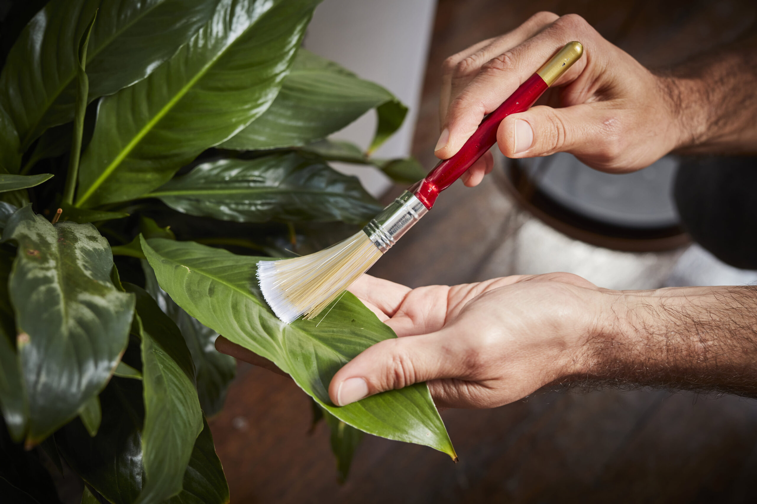 Dust Cleaning and Indoor Plants