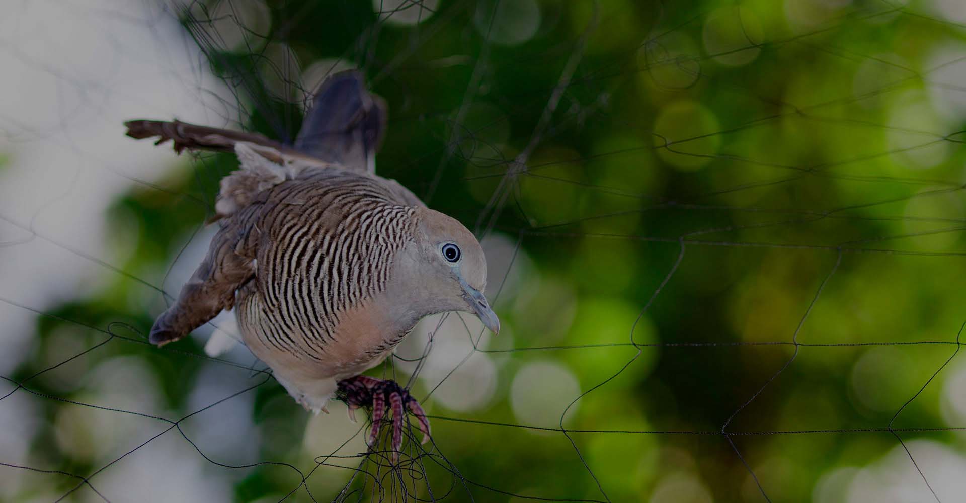 Proactive Bird Control