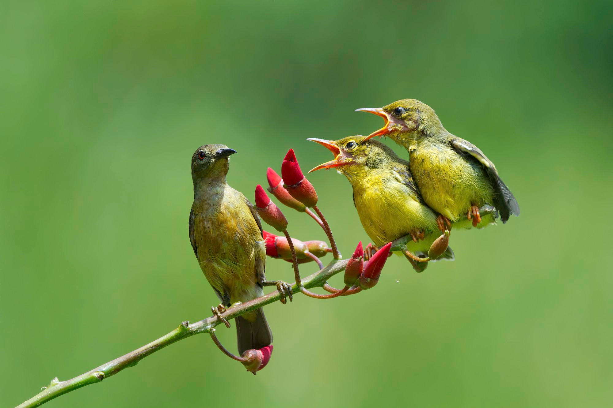 Green Alternatives for Bird Removal