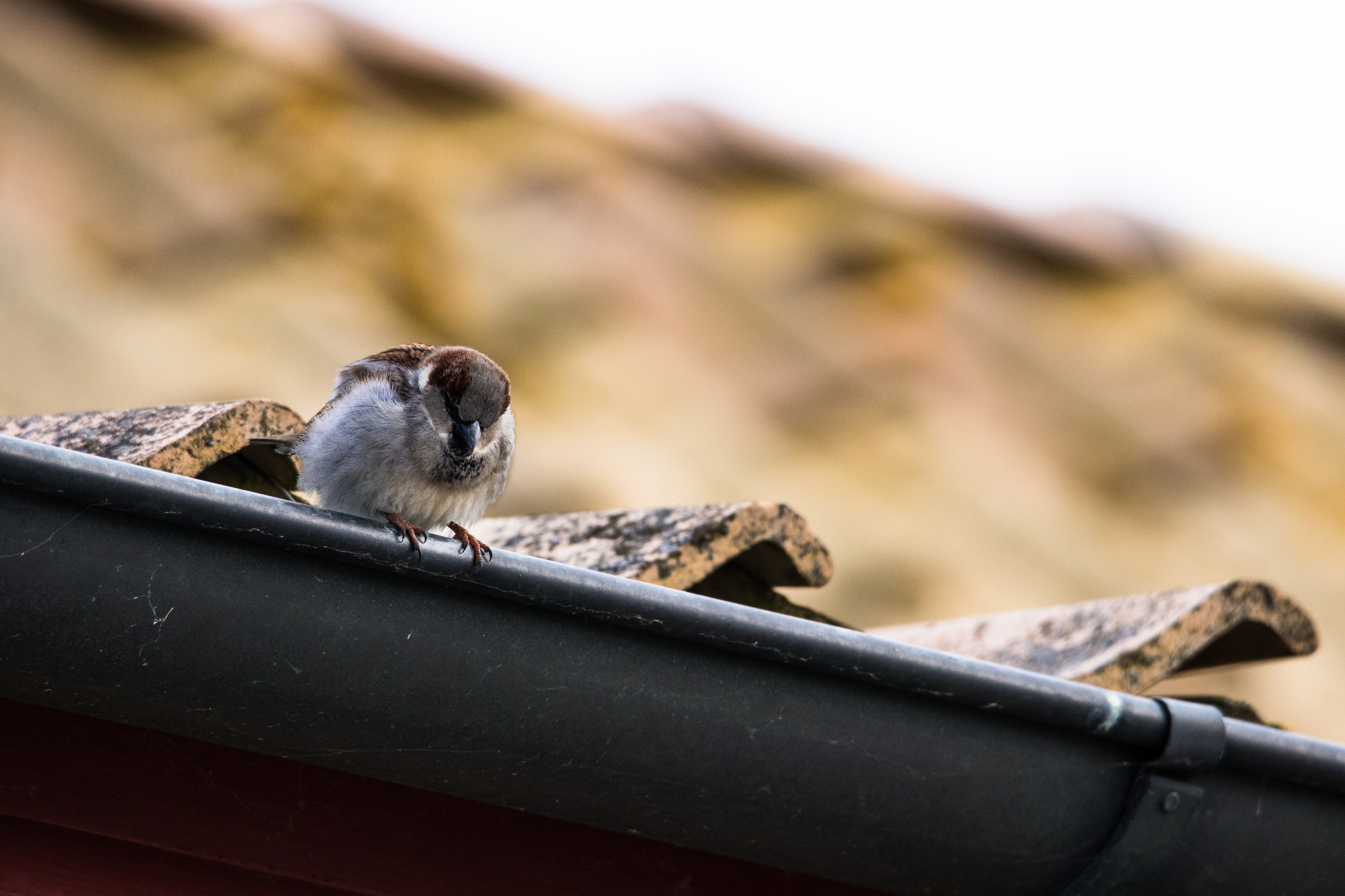 Bird removal using remote monitoring systems