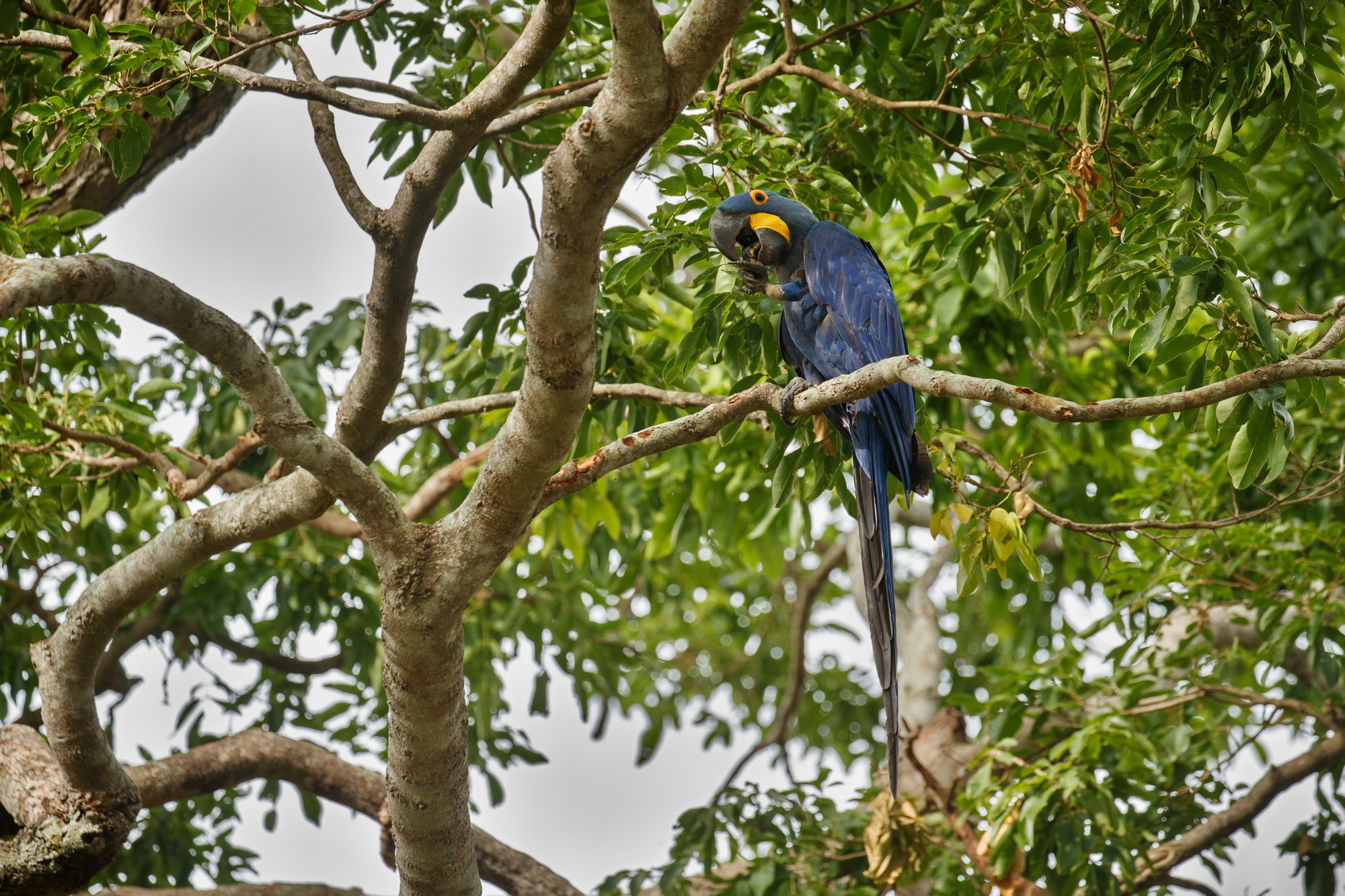 Non-toxic bird removal