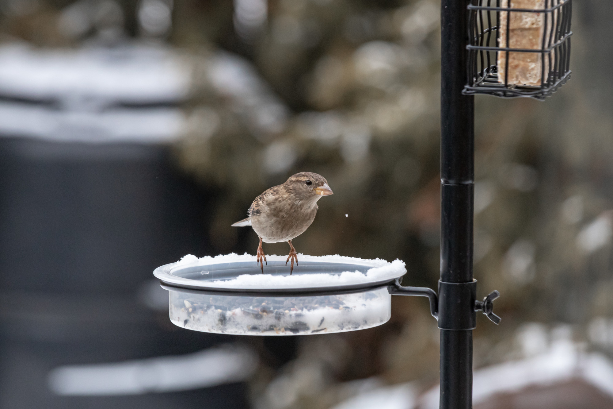 Online monitoring portals for bird removal services