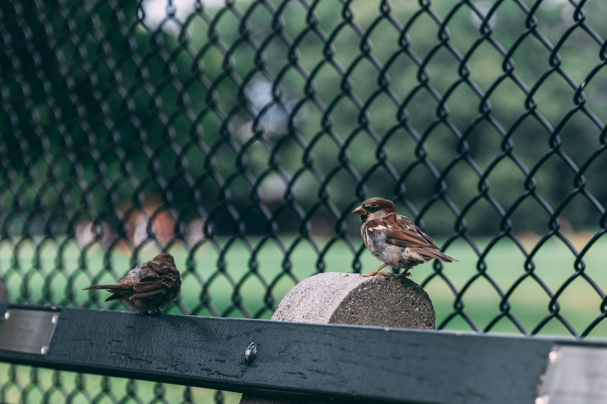 Taking Bird Removal to the Next Level with Roost Prevention