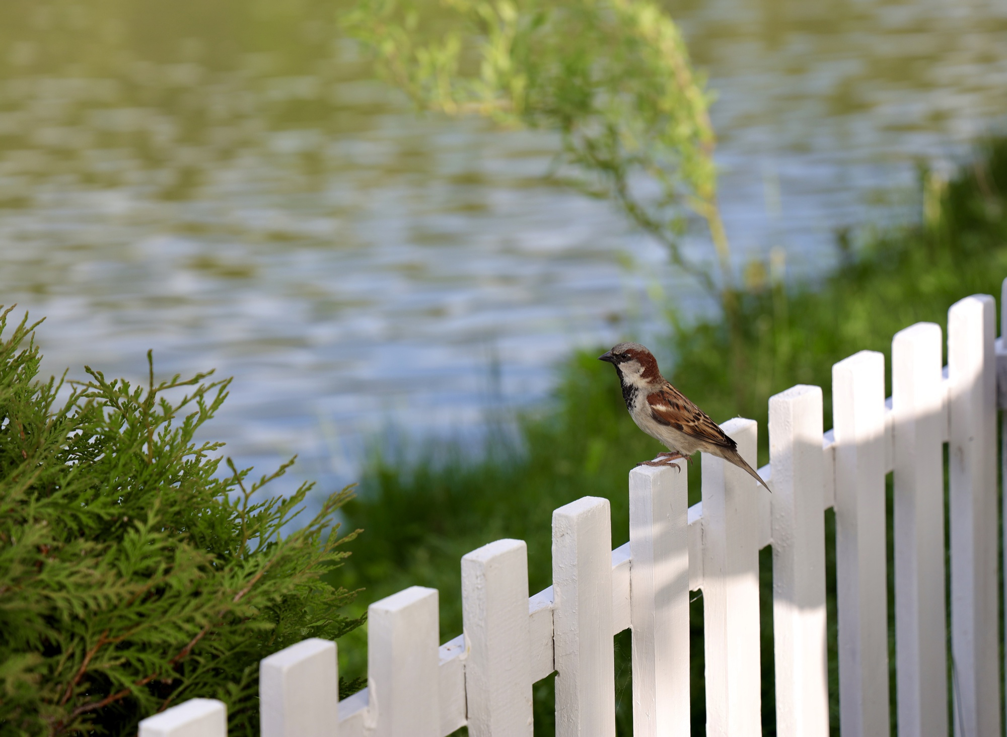 Motion-Activated Sprinklers for Bird Removal