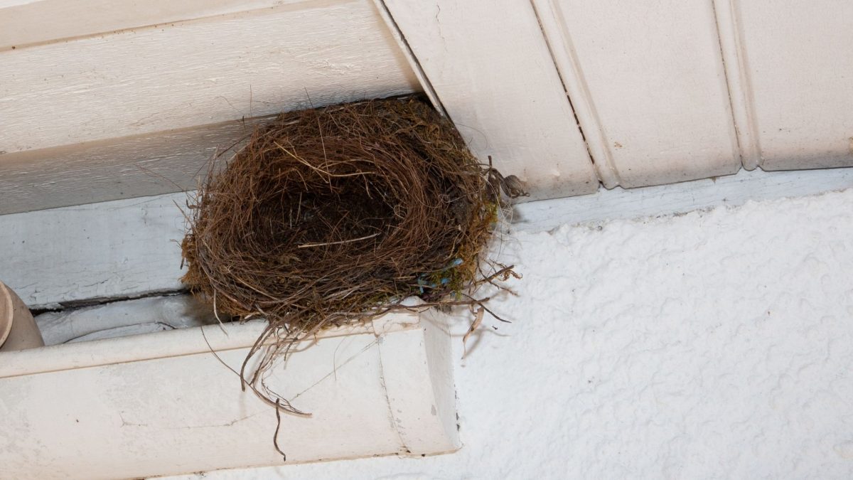 remove a bird nest from your home vent in Ottawa