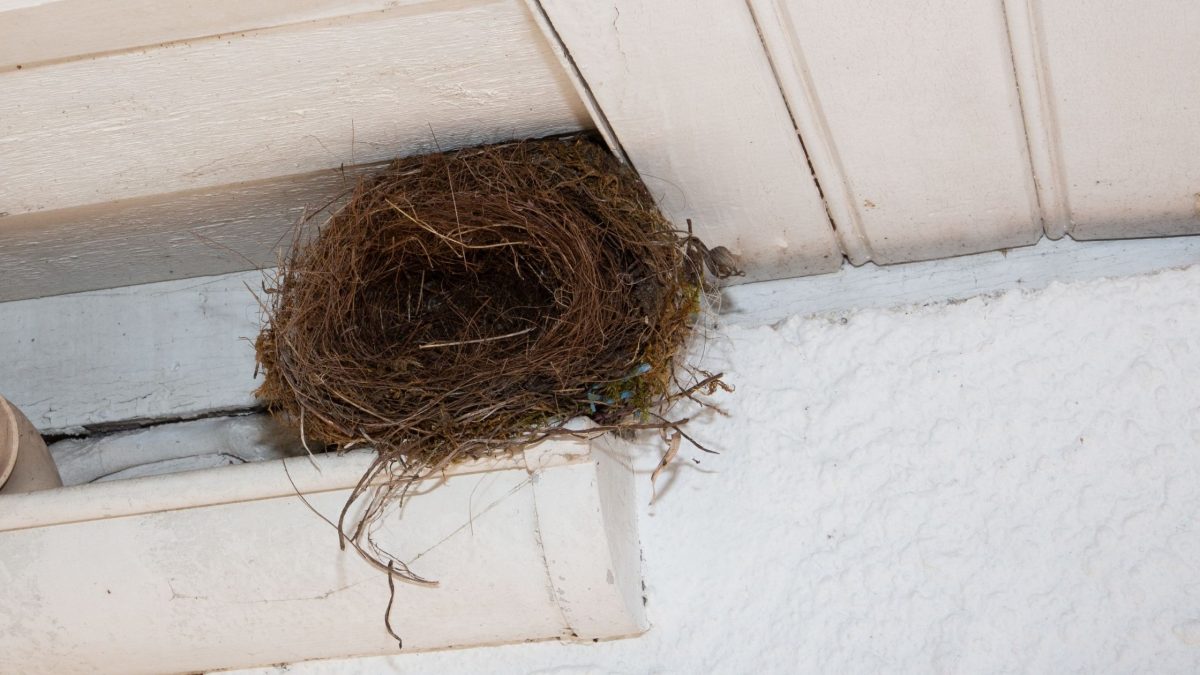 Ottawa Homes Remove Bird Nest from Your Home Vent